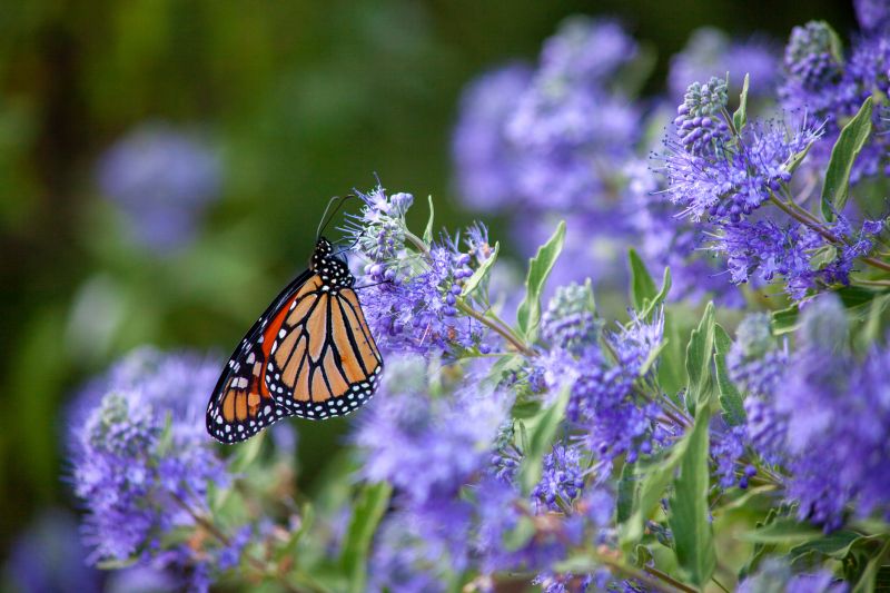 Butterfly Bush Pruning