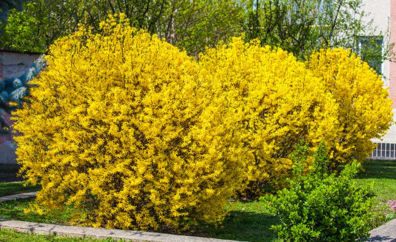 Forsythia Trimming