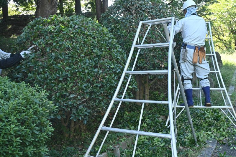 Holly Shrub Pruning