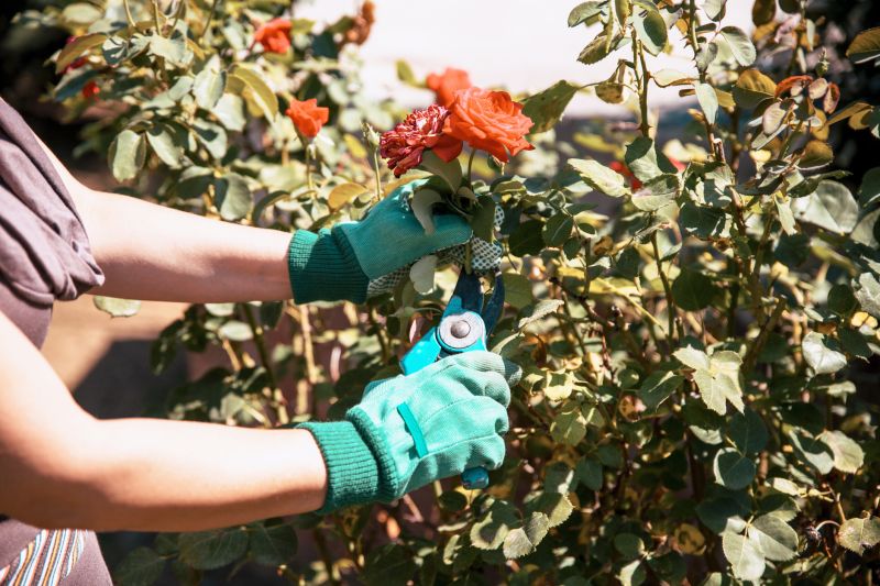 Rose Pruning Service