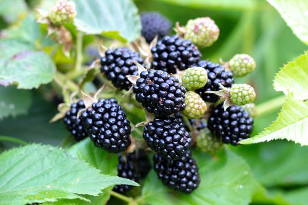 Blackberry Bush Removal in Huntington Beach
