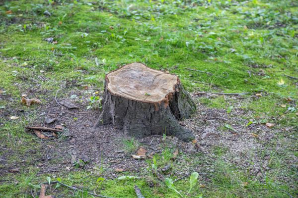 Bush Stump Removal in Huntington Beach