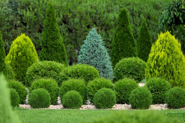 Bush Trimming Service in Huntington Beach