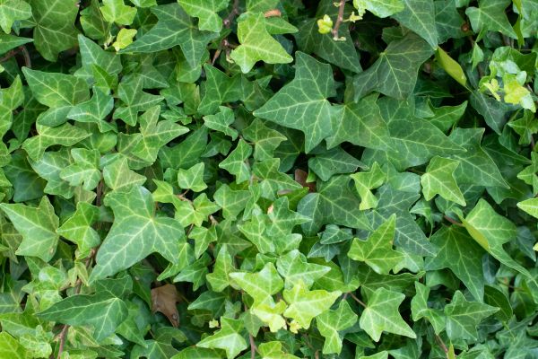 Cost of English Ivy Removal in Huntington Beach