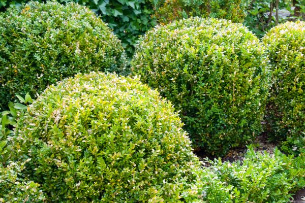 Cost of Landscape Trimming Service in Huntington Beach