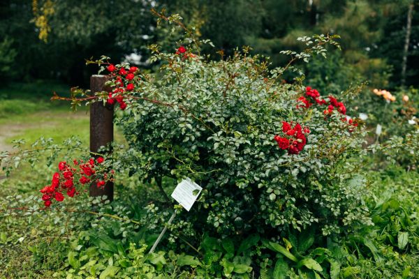 Cost of Rose Bush Removal in Huntington Beach