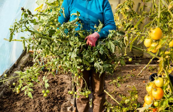 Garden Plant Removal in Huntington Beach