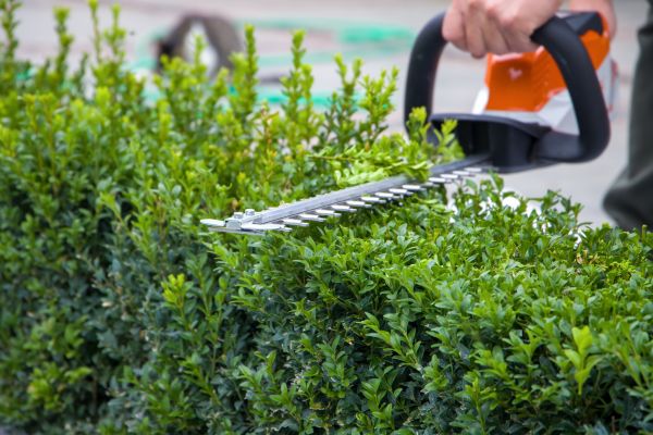 Hedge Shearing in Huntington Beach