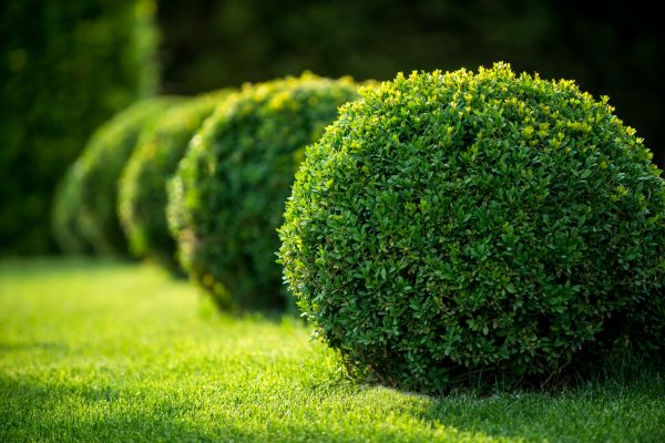 Cost of Bush Pruning in Huntington Beach