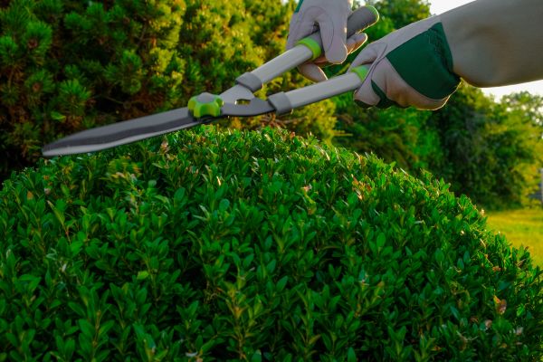 Topiary Shearing in Huntington Beach