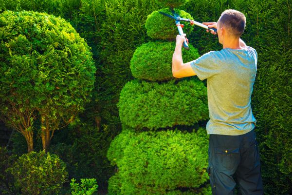 Topiary Shaping in Huntington Beach
