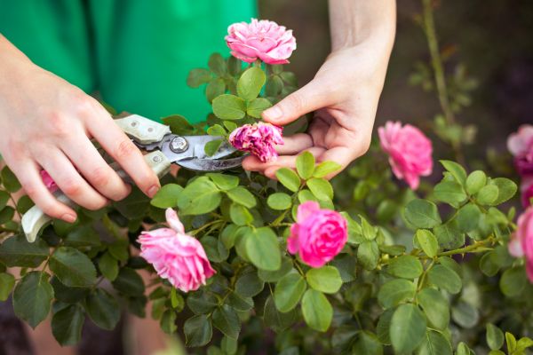 Rose Shearing in Huntington Beach