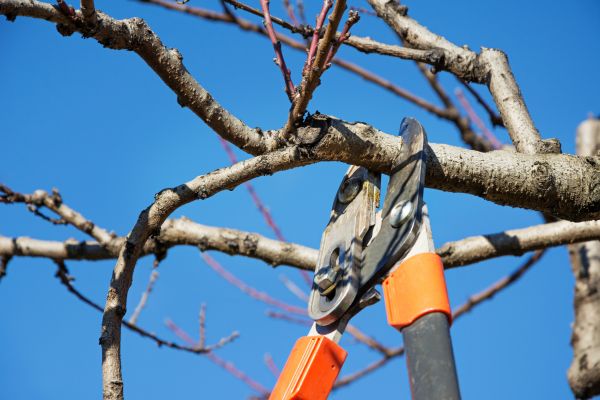 Cost of Selective Pruning in Huntington Beach