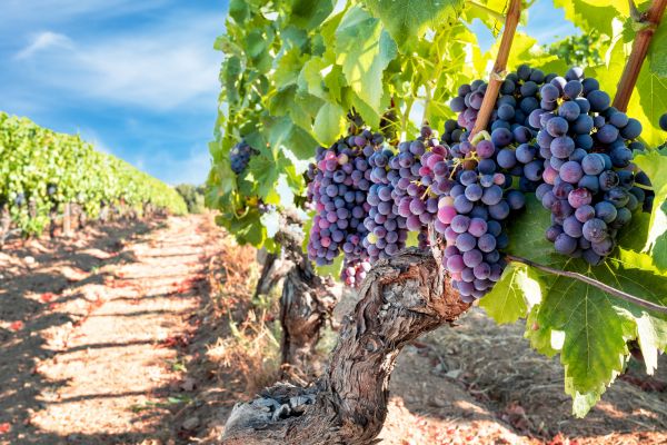 Cost of Grapevine Pruning in Huntington Beach