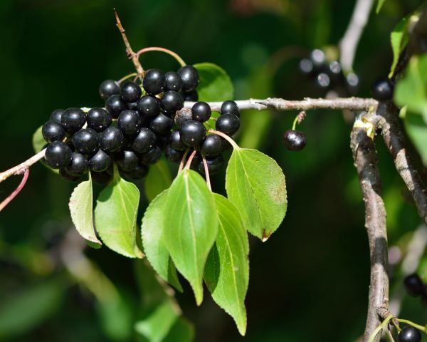 Cost of Buckthorn Removal in Huntington Beach