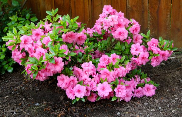 Azaleas Removal in Huntington Beach