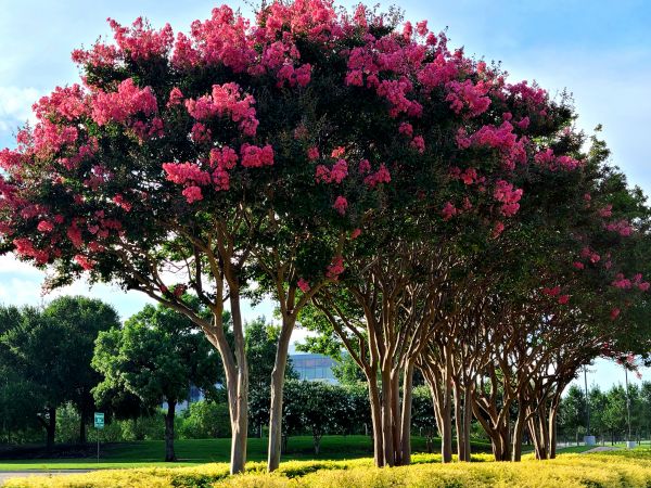 Cost of Crepe Myrtle Pruning in Huntington Beach