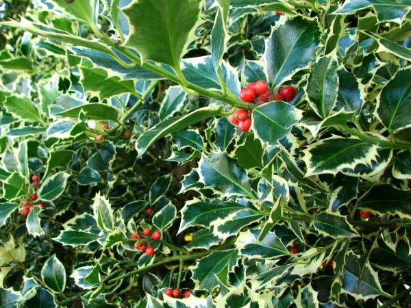 Holly Bushes Trimming in Huntington Beach