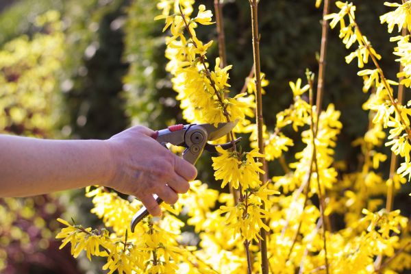 Forsythia Pruning in Huntington Beach