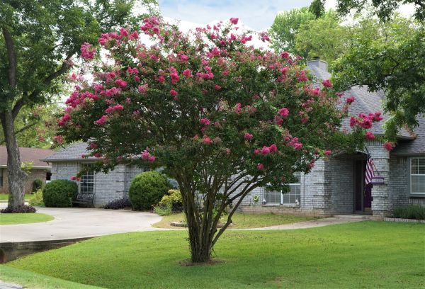Crepe Myrtle Trimming in Huntington Beach