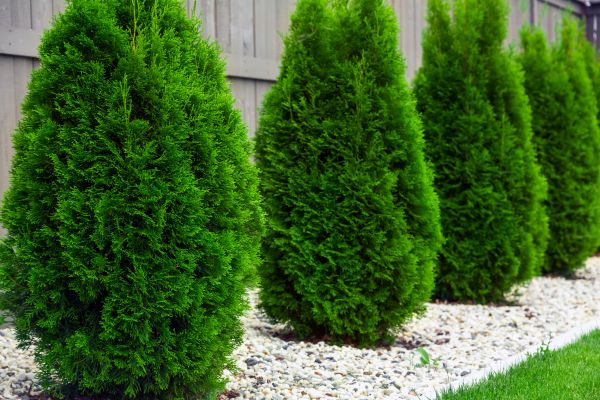 Cost of Arborvitae Removal in Huntington Beach
