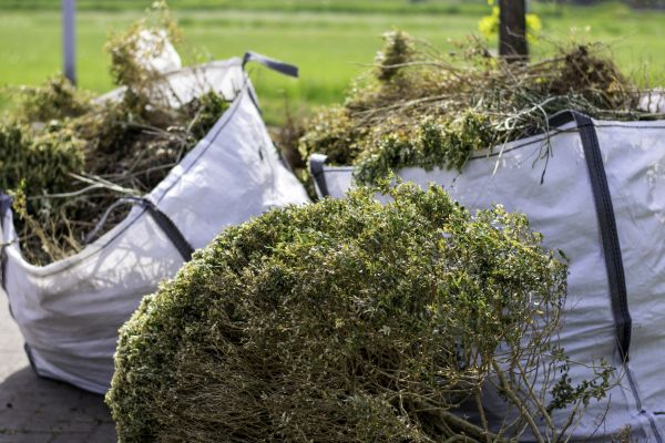 Cost of Shrubs Removal in Huntington Beach