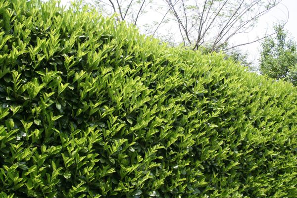 Laurel Shrub Removal in Huntington Beach
