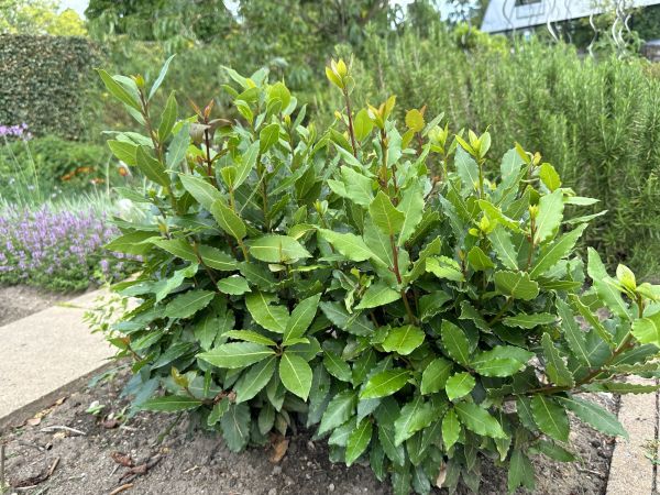 Laurel Hedge Removal in Huntington Beach