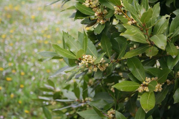 Cost of Laurel Trimming in Huntington Beach