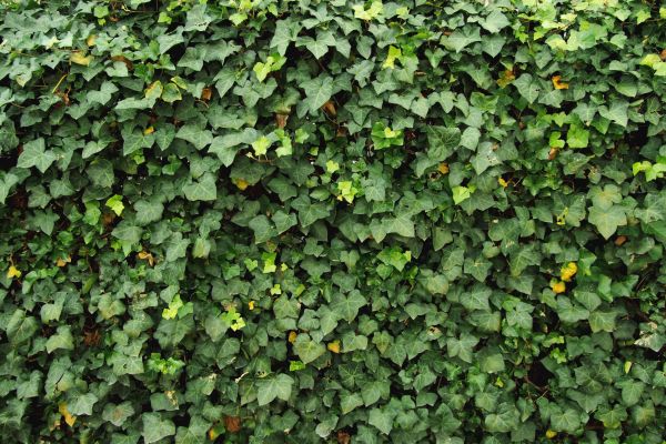 Ivy Pruning service in Huntington Beach