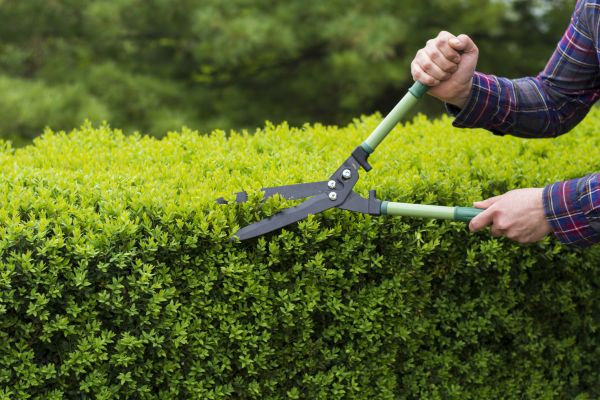 Cost of Evergreen Shrub Pruning in Huntington Beach