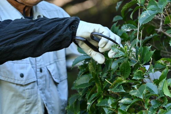 Holly Pruning in Huntington Beach