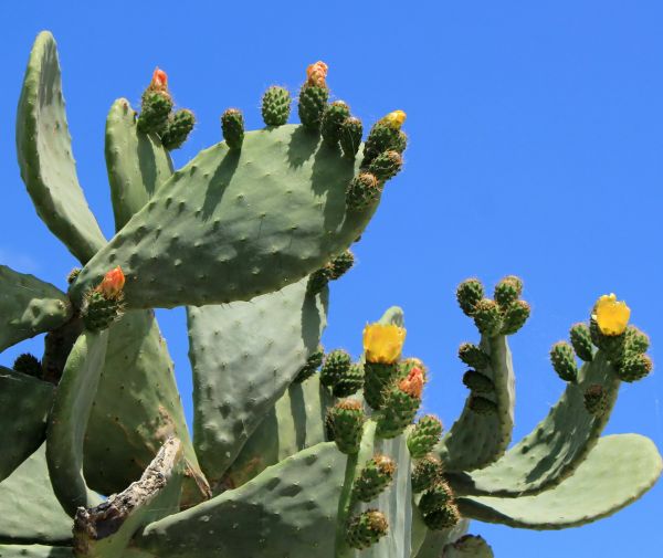 Cost of Cactus Removal in Huntington Beach