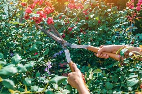 Knockout Roses Pruning in Huntington Beach