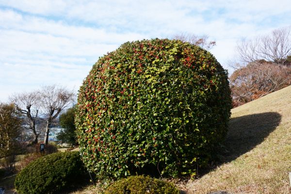 Holly Shrub Pruning in Huntington Beach