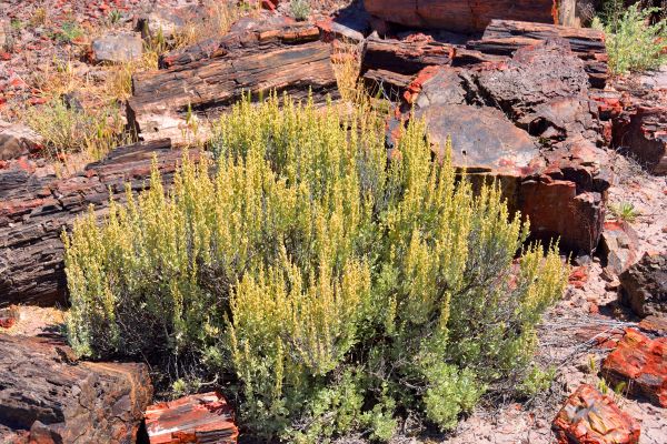 Cost of Sagebrush Removal in Huntington Beach