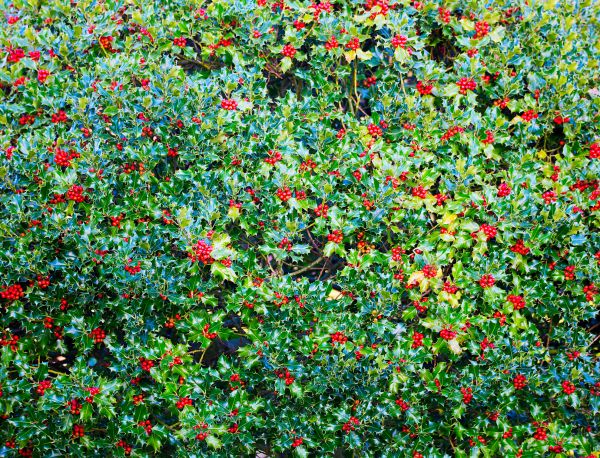 Cost of Holly Bush Removal in Huntington Beach