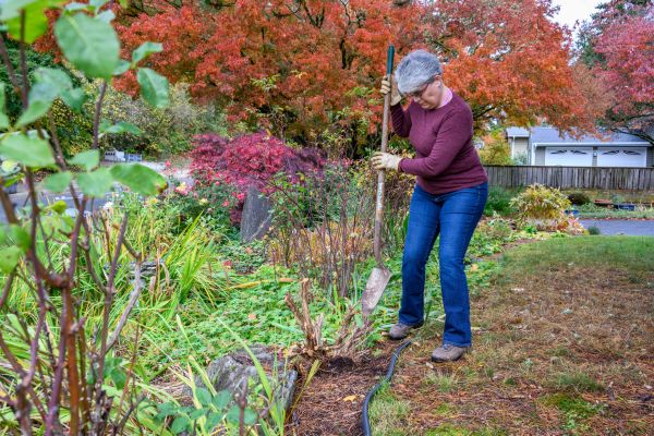 Cost of Dead Bush Removal in Huntington Beach