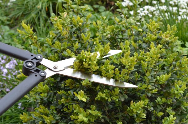Cost of Boxwood Trimming in Huntington Beach