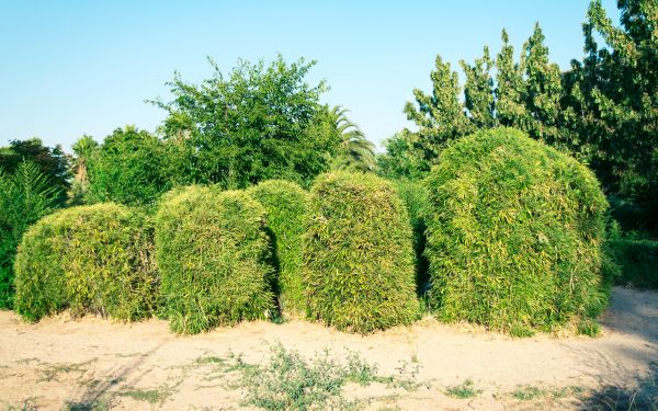 Bamboo Hedge Removal in Huntington Beach
