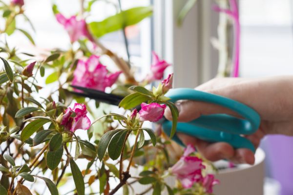 Azalea Pruning in Huntington Beach