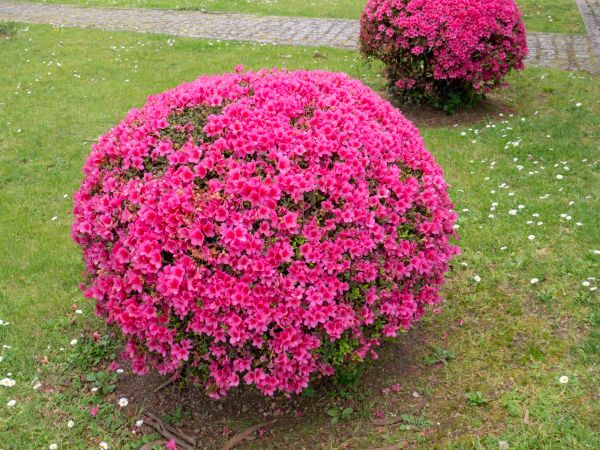 Rhododendron Pruning in Huntington Beach