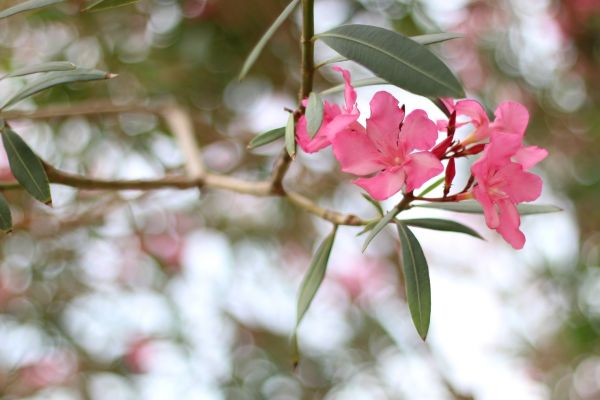Cost of Oleander Removal in Huntington Beach