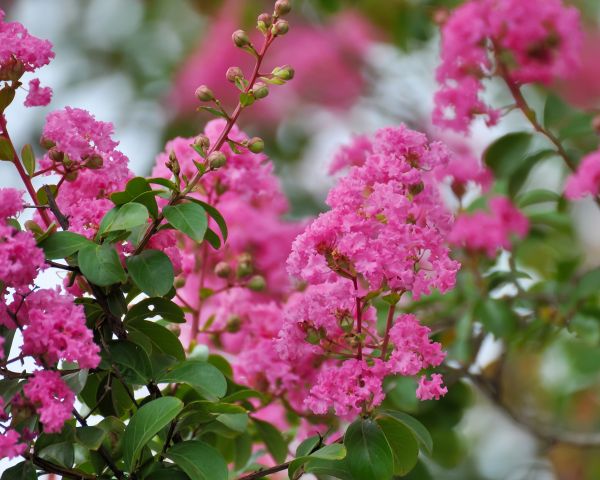 Cost of Crepe Myrtle Removal in Huntington Beach