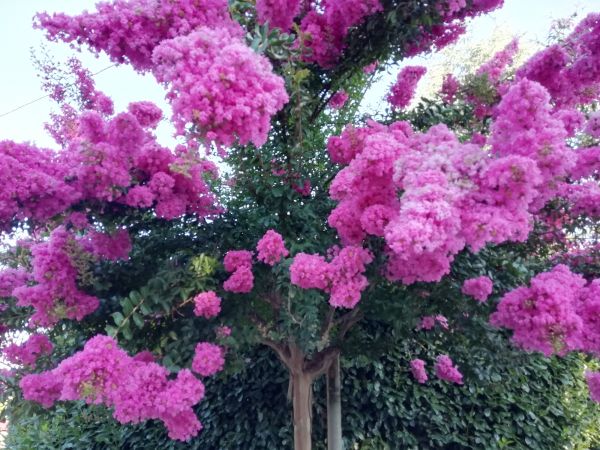 Crape Myrtle Pruning in Huntington Beach