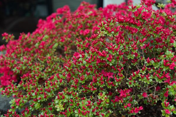 Weigela Removal Service in Huntington Beach