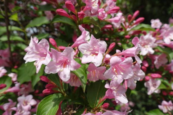 Weigela Pruning Service in Huntington Beach