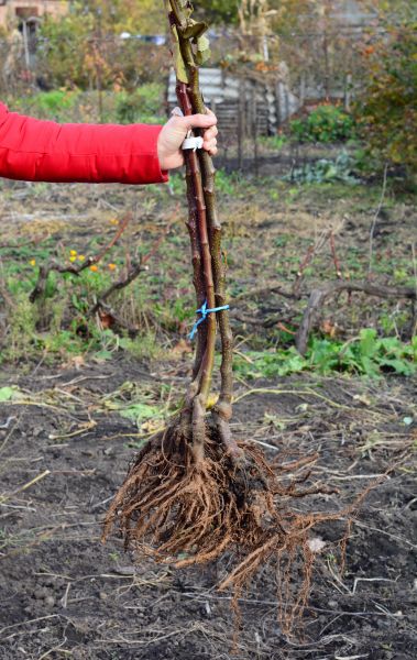 Cost of Shrub Root Removal in Huntington Beach