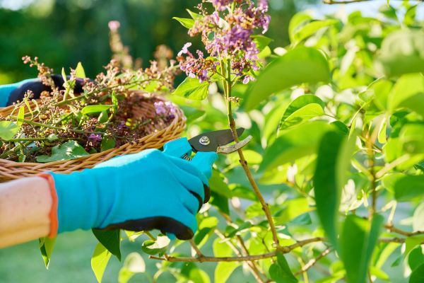 Lilac Trimming Service in Huntington Beach