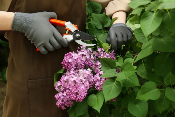 Lilac Pruning Service in Huntington Beach